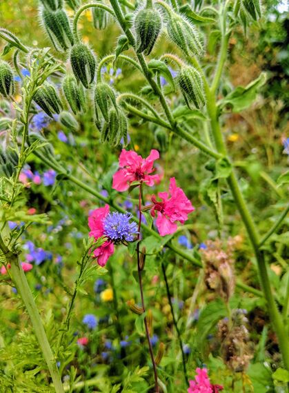 CONTAO_NATURE_THEME_Wildblumenwiese